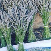 2 Demet Doğal lavanta demeti - 1