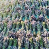 2 Demet Doğal lavanta demeti - 2