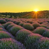 2 Demet Doğal lavanta demeti - 3