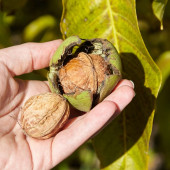 DoğuMark - Kabuklu Ceviz (1 Kg) - 4