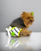 Lime Fuzz Kemique's Secret Köpek İç Çamaşırı Regl Külot Don - 1