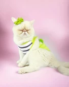Lime Fuzz Atlet Kedi Kıyafeti Kedi Elbisesi - 2