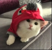 Athletique Kedi Süeteri Sevimli Fare Kırmızı - 6