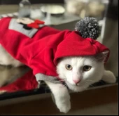 Athletique Kedi Süeteri Sevimli Fare Kırmızı - 1