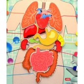 İç Organlar Sistemi Keçe Duvar Panosu - 2