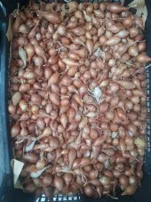 ANNE ELİ Arpacık Soğan Kıska 1kg - 3