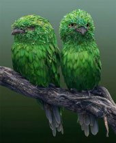 Movas Sanat Yeşil Malezya Frogmouth Kuşu | Elmas Mozaik Tablo | Mozaik Puzzle | 45x55 | E20203270 - 1