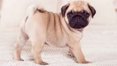 Chondro-Dog Köpek Eklem Güçlendirici Glukozamin Kondroitin 100 ML - 3