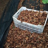 5x18 METRE FINDIK SERGİSİ FINDIK TOPLAMA FİLESİ FINDIK KURUTMA ÖRTÜSÜ 40LIK GÖLGELİK FINDIK ALTI FİLE HASAT TABAN ÖRTÜSÜ thumbnail 1