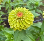Zinnia - Kirli Hanım Tohumu ( Dev çiçekli, Uzun Boylu ) - Lime Renkli - 5 Tohum - 1