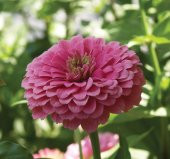 Zinnia - Kirli Hanım Tohumu ( Dev çiçekli, Uzun Boylu ) - Pembe Renkli - 5 Tohum - 1