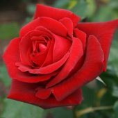 Tüplü Yediveren Nostalji Emma Kırmızı Gül Fidanı thumbnail 3