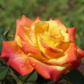 Tüplü Sarı Turuncu Claudia Aşılı Yediveren Gül Fidanı thumbnail 4