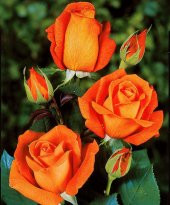 Tüplü Turuncu Dolce Vita Yediveren Gül Fidanı thumbnail 7