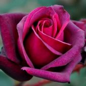 Tüplü Aşılı Kokulu Koyu Pembe Lolly Yediveren Gül Fidanı thumbnail 1