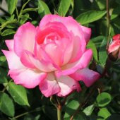 Tüplü Özel Renk Aşılı Harlequin Yediveren Gül Fidanı thumbnail 1