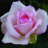 Yediveren Tüplü Aşılı Princess Pembe Gül Fidanı thumbnail 7