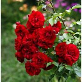 Tüplü Kokulu Kırmızı Amadeus Tırmanıcı Sarmaşık Gül Fidanı thumbnail 4
