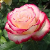 Tüplü Aşılı Nostalji Liberty Bell Pembe Beyaz Gül Fidanı thumbnail 3