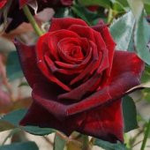 Yediveren Tüplü Nostalji Aşılı Kadife Esmeray Bordo Gül Fidanı thumbnail 4