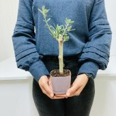 Bonsai Serisi Özel Üretim Purple Lüks Saksıda Hediyelik Zeytin Fidanı Ücretsiz Kargo İle - 2