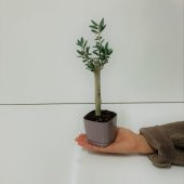 Bonsai Serisi Özel Üretim Purple Lüks Saksıda Hediyelik Zeytin Fidanı Ücretsiz Kargo İle - 7