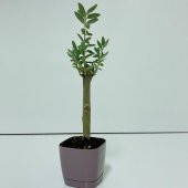 Bonsai Serisi Özel Üretim Purple Lüks Saksıda Hediyelik Zeytin Fidanı Ücretsiz Kargo İle - 9