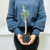Bonsai Serisi Özel Üretim Black Lüks Saksıda Hediyelik Zeytin Fidanı Ücretsiz Kargo İle - 2