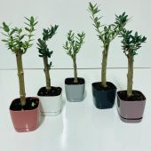 Bonsai Serisi Özel Üretim Black Lüks Saksıda Hediyelik Zeytin Fidanı Ücretsiz Kargo İle - 4