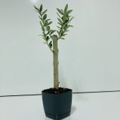 Bonsai Serisi Özel Üretim Black Lüks Saksıda Hediyelik Zeytin Fidanı Ücretsiz Kargo İle - 5