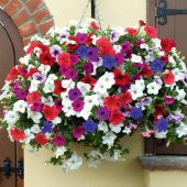 Sarkıcı Nana Compact Mixed Petunya (Petunia) Çiçeği Tohumu -100 Adet - 4
