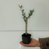 Bonsai Serisi Özel Üretim Black Lüks Saksıda Hediyelik Zeytin Fidanı Ücretsiz Kargo İle - 12