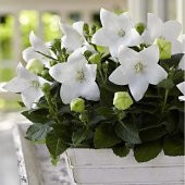 Beyaz Güzel Çiçekli Platycodon Balon Çiçeği Tohumu -100 Tohum thumbnail 3