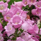 İsabellina Pink Renklerde Campanula Çan Çiçeği Tohumu -100 Adet thumbnail 3