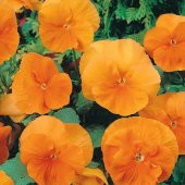 Orange Cornuta Chantreyland Hercai Menekşe Tohumu -100 tohum - 4