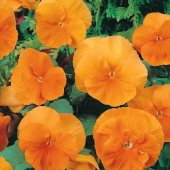 Orange Cornuta Chantreyland Hercai Menekşe Tohumu -100 tohum - 5