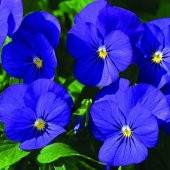 Blue Cornuta Perfection Hercai Menekşe Çiçeği Tohumu -100 tohum - 5