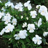 White Viola Cornuta Perfection Menekşe Çiçeği Tohumu -100 tohum - 5