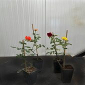 Karışık Tüplü Kokulu Yediveren Gül Fidanı Paketi -5li Paket thumbnail 2