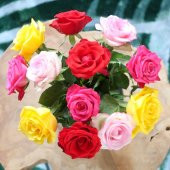 Karışık Tüplü Kokulu Yediveren Gül Fidanı Paketi -5li Paket thumbnail 7