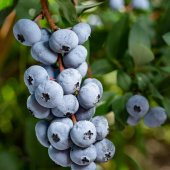 Tüplü Aromalı Bluejay Yaban Mersini Fidanı thumbnail 3