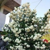 Tüplü Kartopu Fidanı Viburnum Lucidum  (40-60 cm) - 2