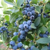 Tüplü Aromalı Duke Yaban Mersini  Fidanı thumbnail 2