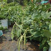 Oturak Börülce Fidesi (5 adet) - 4