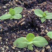 Kokulu Karışık Renkli Lisianthus Çiçeği Çiçeği Fidesi (5 adet) thumbnail 3