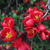Güzel Çiçekli Tüplü Japon Ayvası (Japanese Quince) Fidanı thumbnail 3