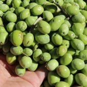 Tüplü Aşılı Özel Çeşit Çekişte Zeytin Fidanı - 1