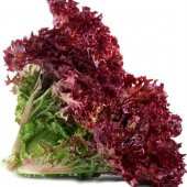 Kırmızı Marul Fidesi (5 adet) thumbnail 1