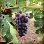 Tüplü Nevşehir Hevenklik Mor Buludu Üzüm Fidanı thumbnail 4