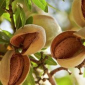 Tüplü Yarı Bodur Ne Plus Ultra Badem Fidanı - 3